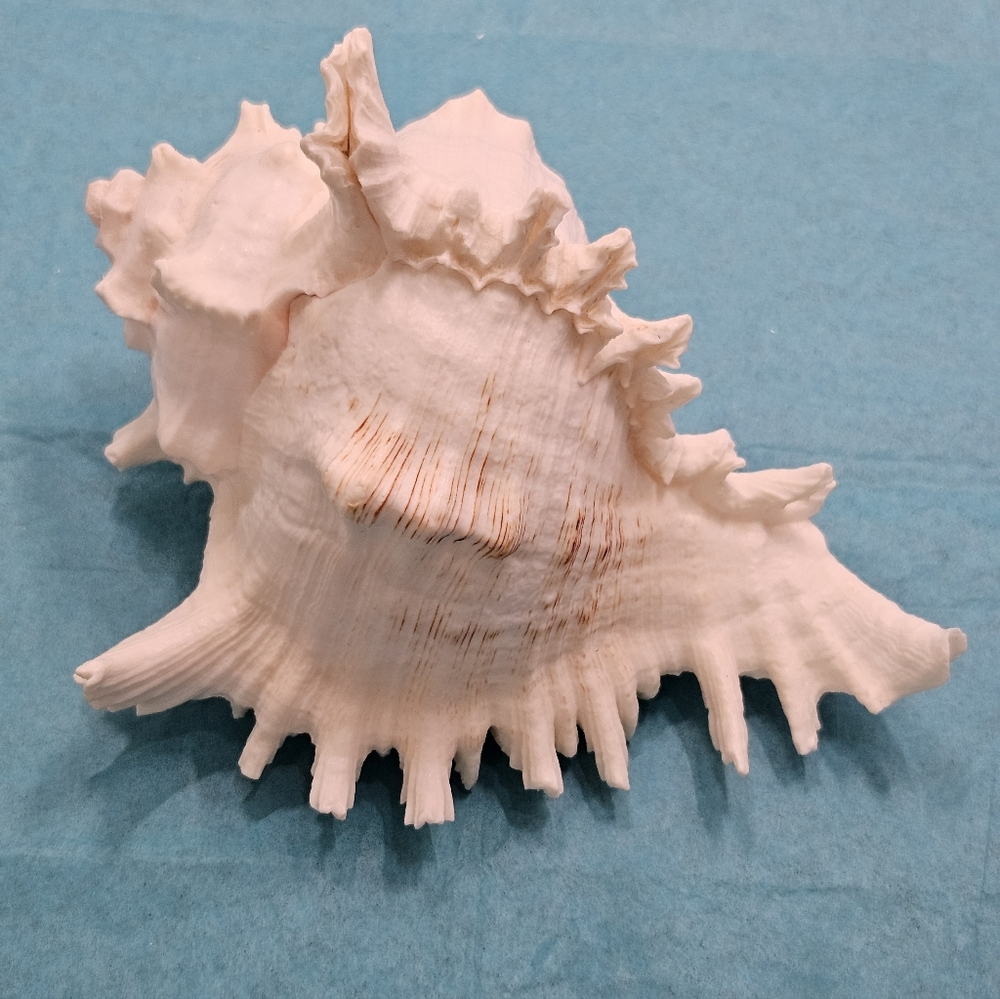 Ramose Murex - 8.5"